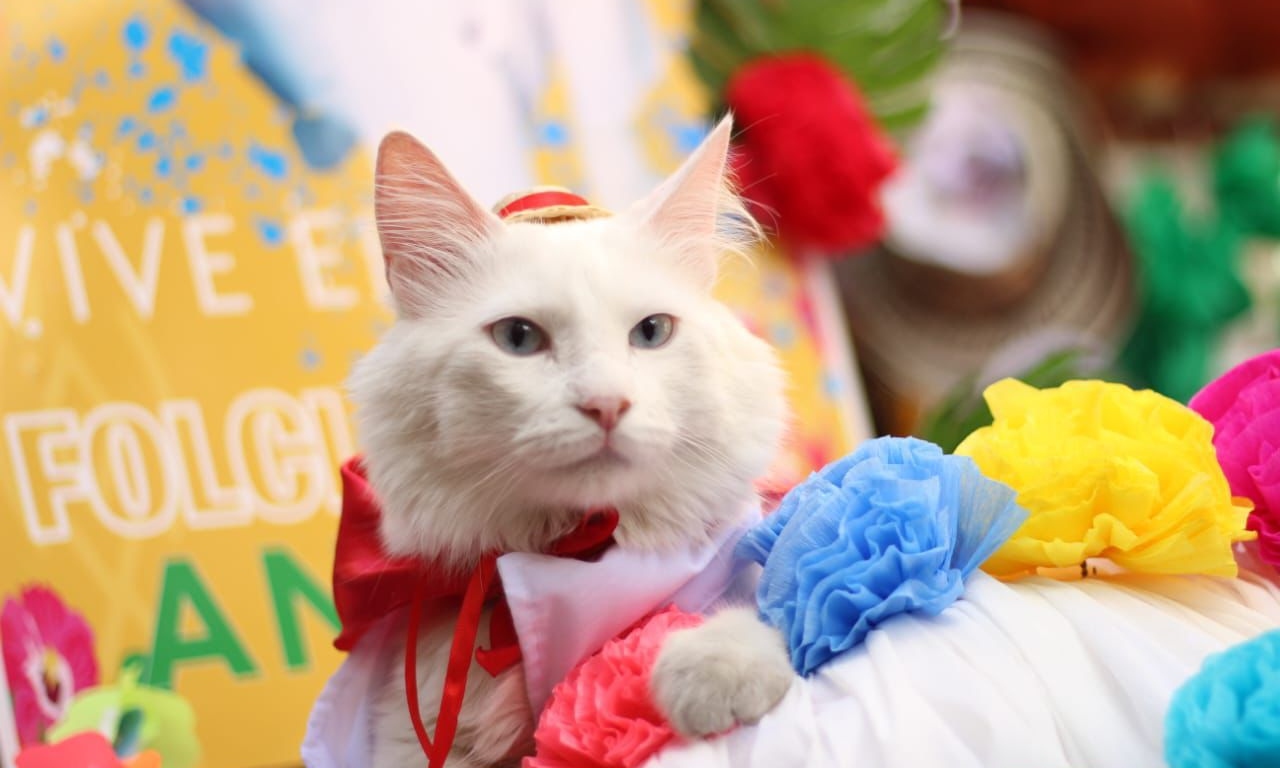 Se viene el tercer desfile Sampedrino de Mascotas