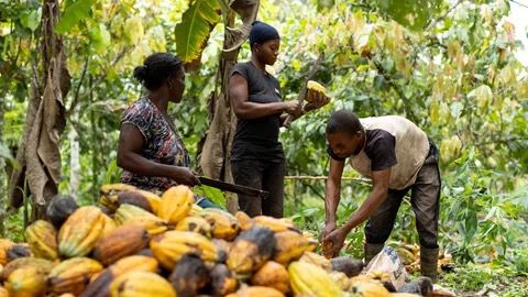 El cacao en máximos históricos: crisis climática y enfermedades amenazan la producción mundial