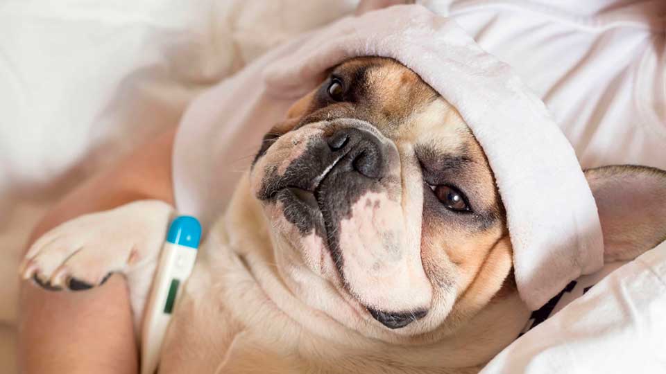 Perros podrían fingir enfermedades para llamar la atención de sus dueños, según expertos