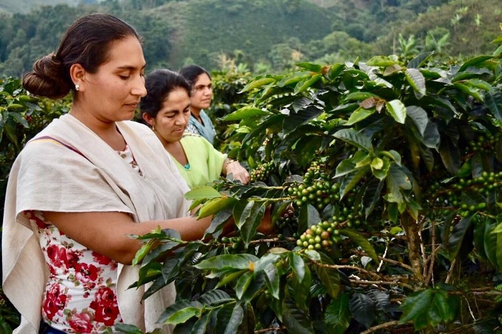 El secreto detrás del éxito cafetero de Planadas, según su alcalde