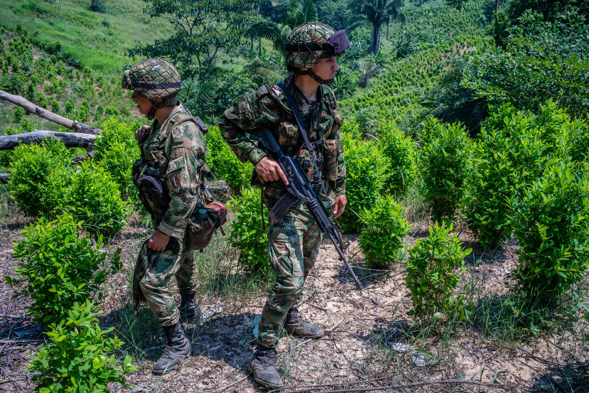 EE. UU. podría recortar millones en ayuda a Colombia por el auge de la cocaína: ¿fin de una alianza histórica?