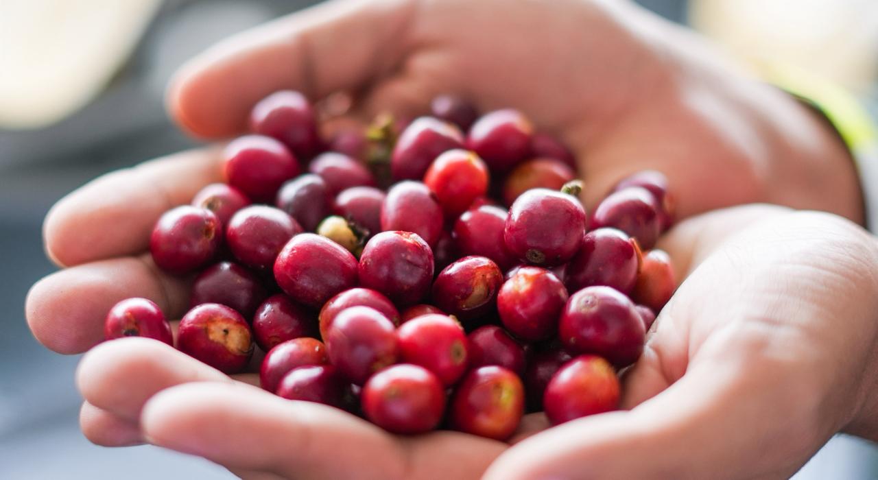 Jóvenes tolimenses se convierten en expertos del café